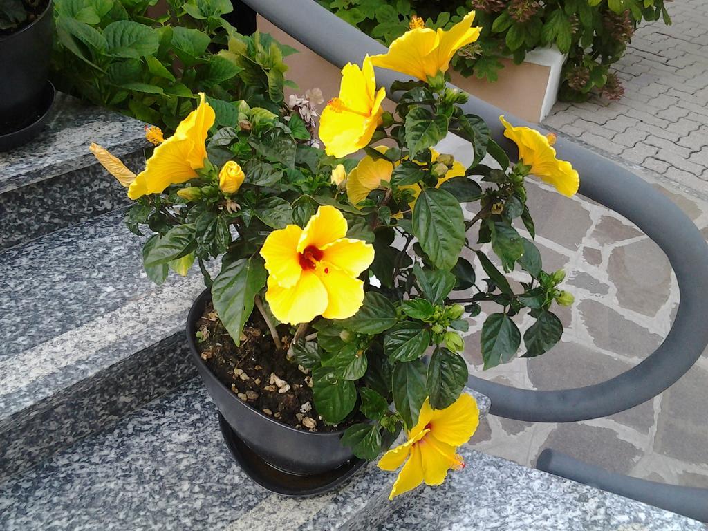 Hotel Escorial Cervia Dış mekan fotoğraf